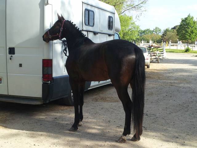 Don cheval suite arret  compétition