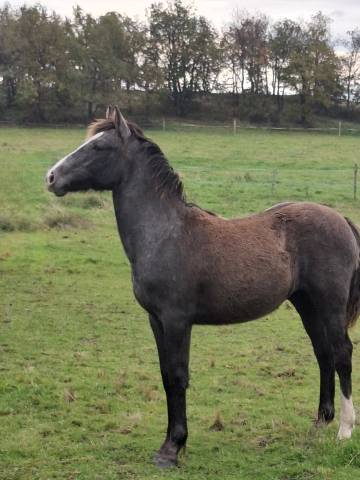 Poulain pfs ne le 15/04/2025