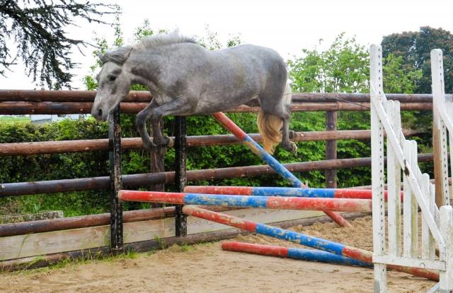 Femelle connemara 4 ans 1m47 très bonne génétique