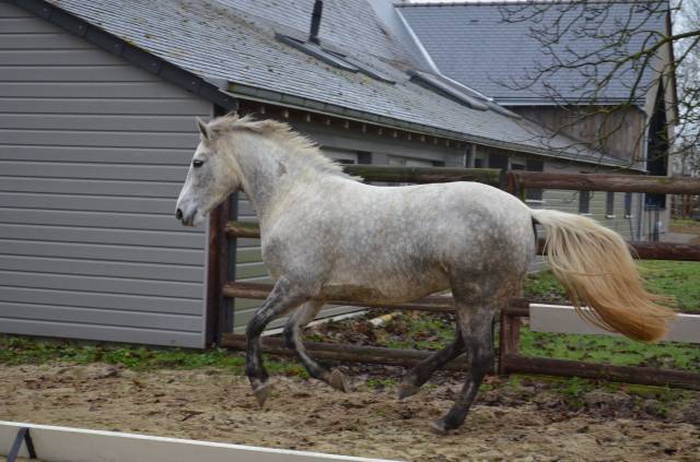 Femelle connemara 5 ans 1m47 très bonne génétique