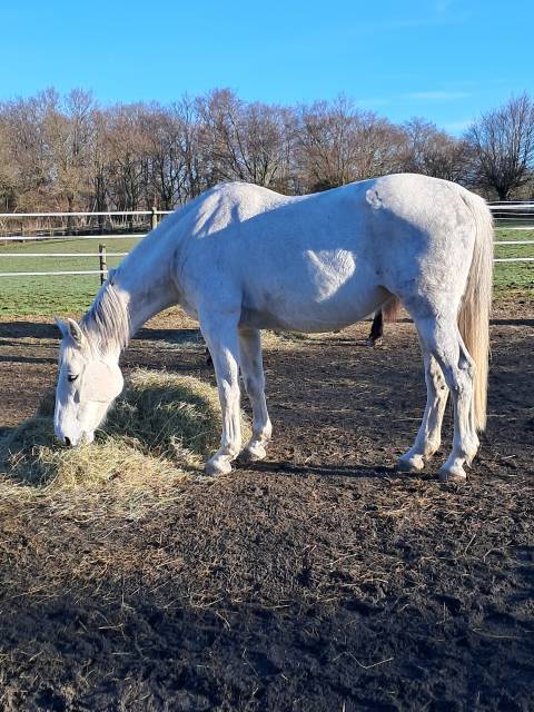 Poulinière bwp. 6800 euros si départ avant fin mars