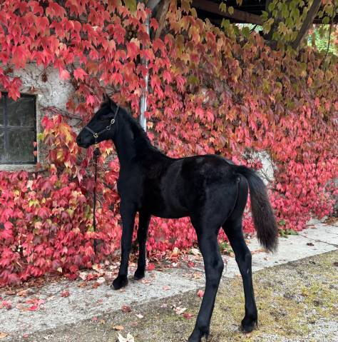 Poulain arabo frison 