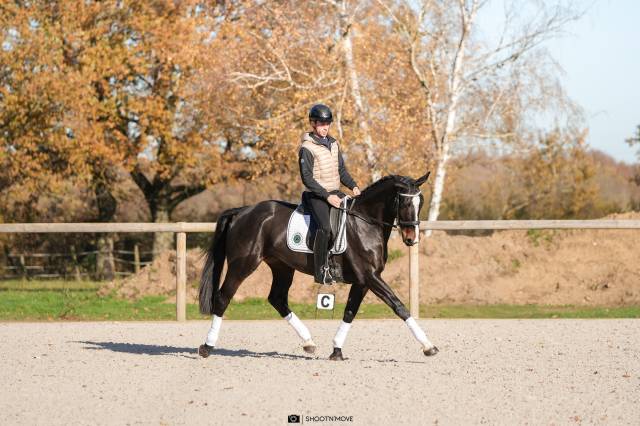 Jument oldenbourg 5 ans 