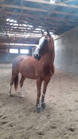 Cheval pour amateur cso