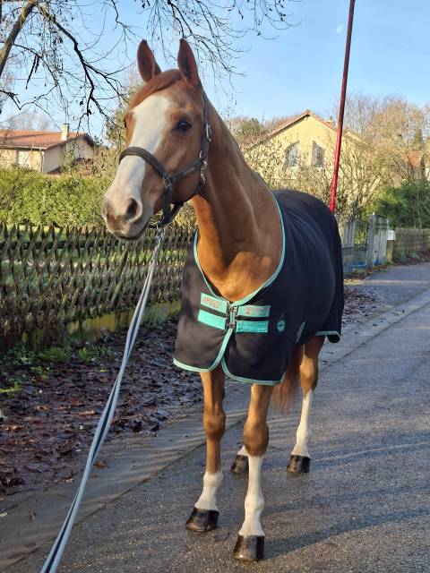 Cheval amateur cso/hunter