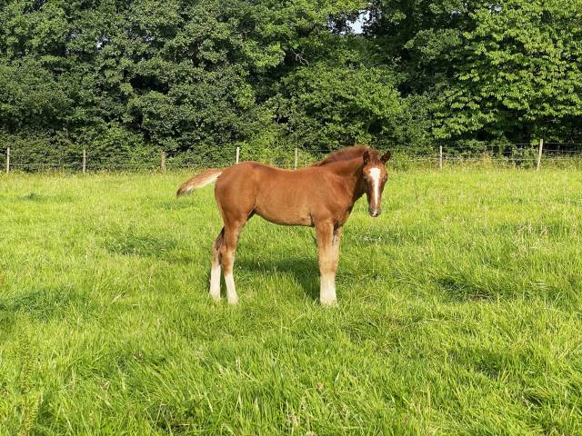 Superbe foal sf 2025 (highway tn x goldfever x le tot )
