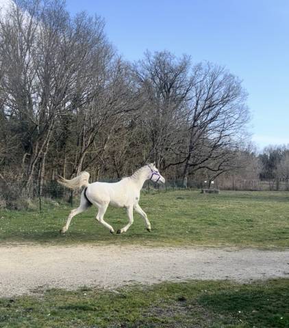 Jument pur-sang arabe plein papier 