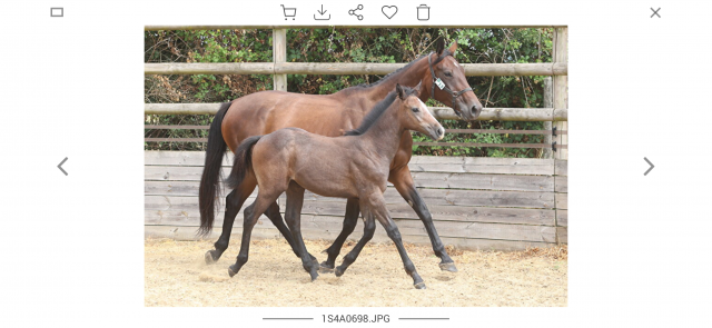 Poulinière sf pleine