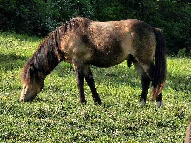 Beau poney isabelle 2 ans