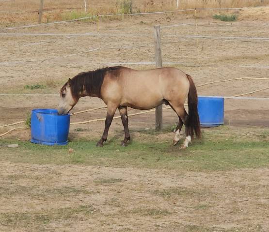 Beau poney isabelle 2 ans