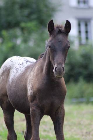 Pouliche dsa black léopard