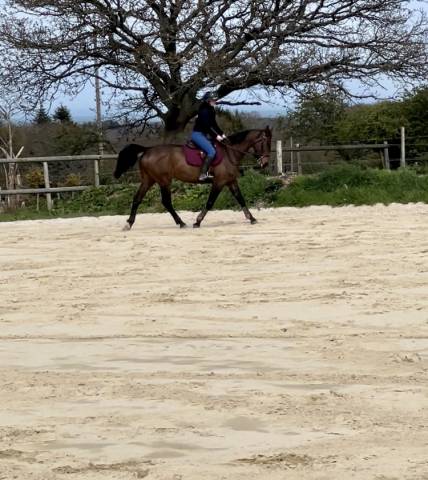 Jument 6 ans cso / cce