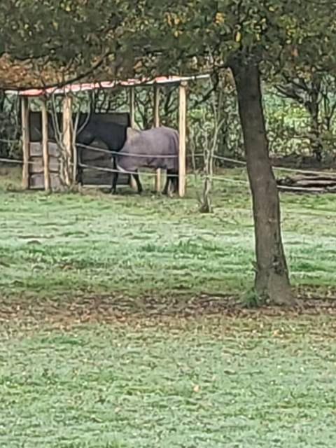 Pension pré avec abris