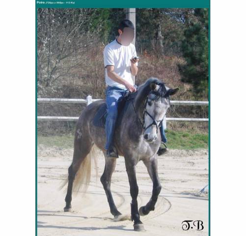 Sofien 37ans palefrenier pour un poste logé 