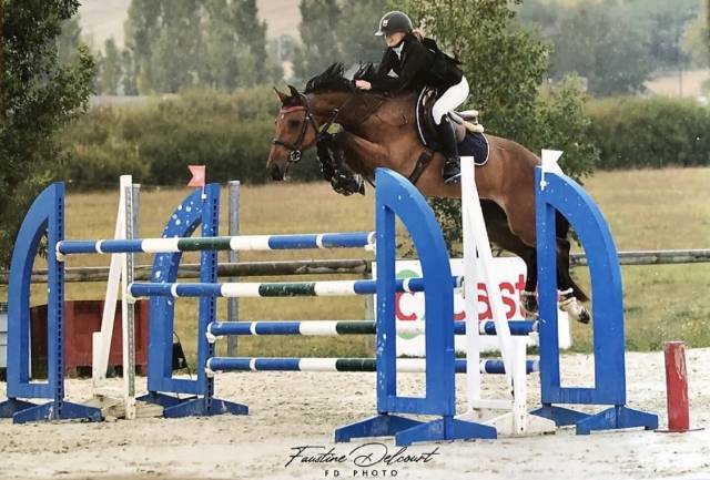 A vendre cheval classé 1m30cm 