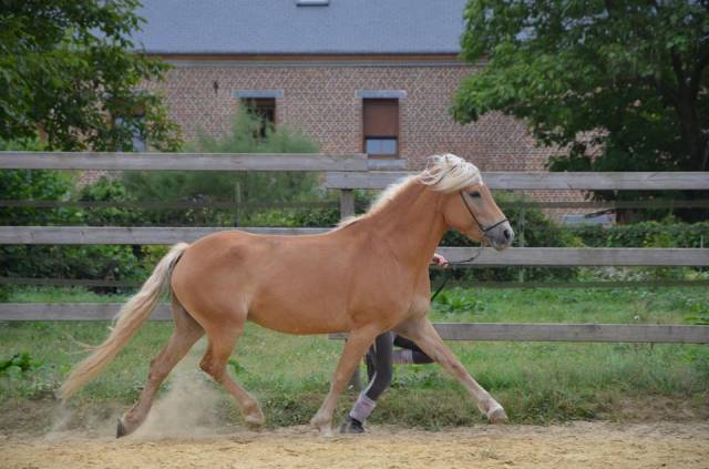 Pouliniere haflinger pp gestante