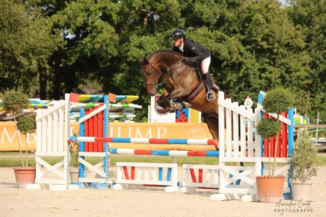 Prometteur hongre de 4 ans par conthargos x diamant 