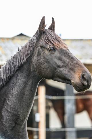 Vadarali - 1m56 - 3ans