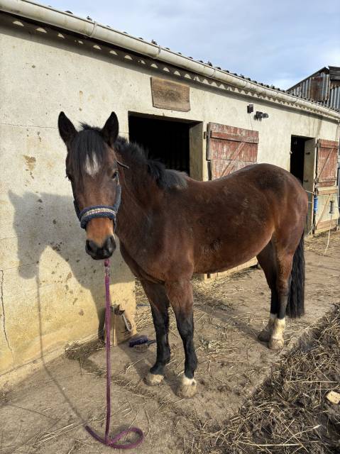 à vendre moonlight royal grande ponette de 1, 45 m