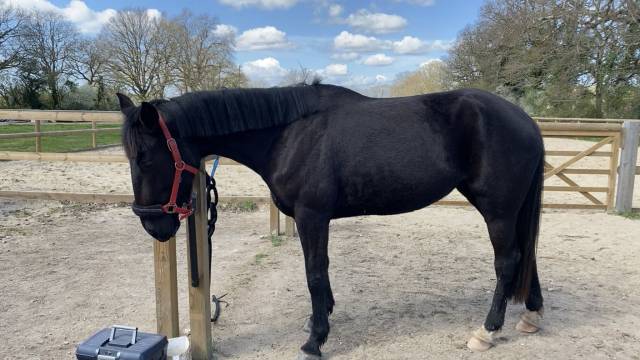 Jument pp tf 5 ans pleine