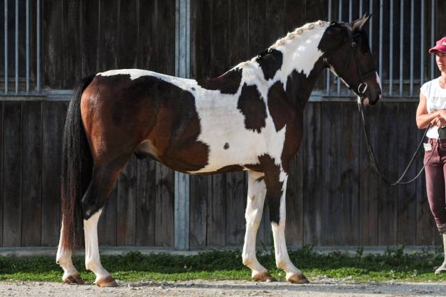 Beau poney d pie, idéal cce