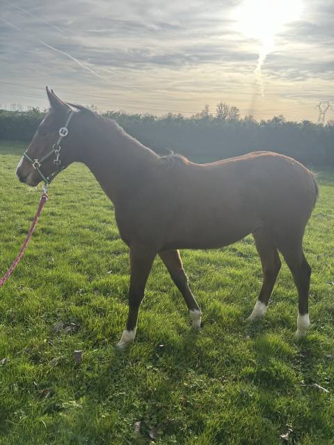 Poulain par cannabis d’albain (baloubet)