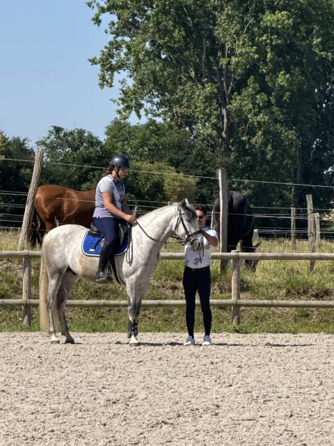 Bonjour vend espagnol hongre de 5 ans