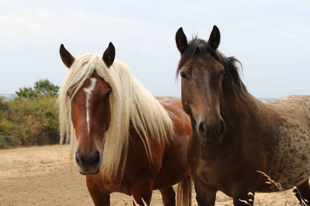 Hongre oc comtois monté et attelé