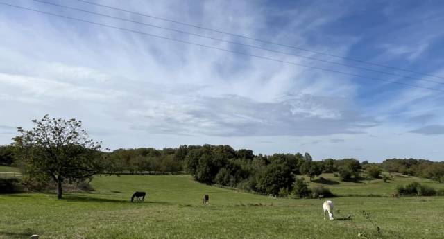 Pension chevaux – élevage du tavernier (cressensac, lot