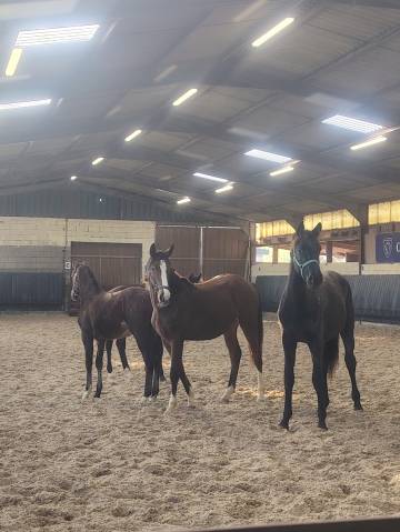 Très jolie pouliche sf