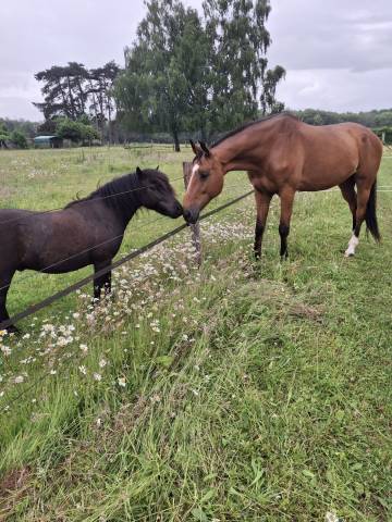 à vendre – magnifique jument selle français – 15 ans –