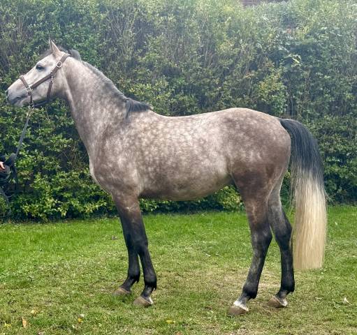 Korthago entier 5 ans par mylord cothargo