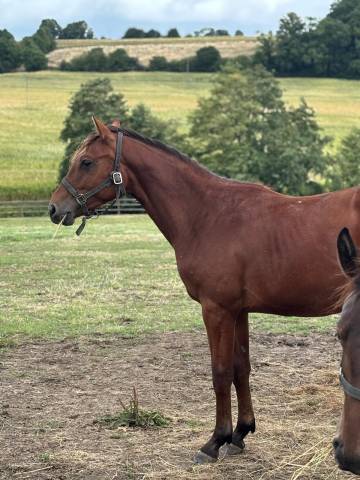 Cheval de sport sf par casallco x kashmir van't schuttersho