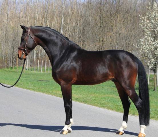 Hongre de 7 ans à vendre 