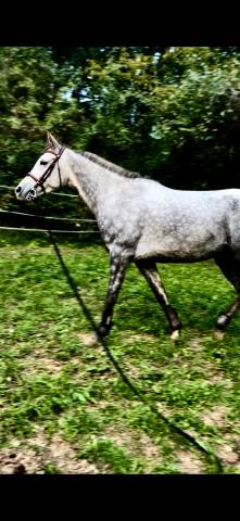 Pur sang arabe 5 ans