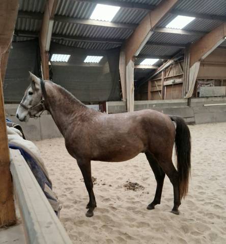 Lusitanien oc entier