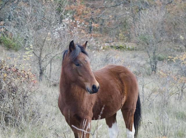 Oumzia shalala – ponette française de selle – pie baie