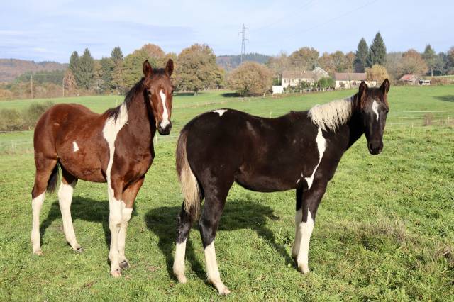 Pouliche oc croisée paint