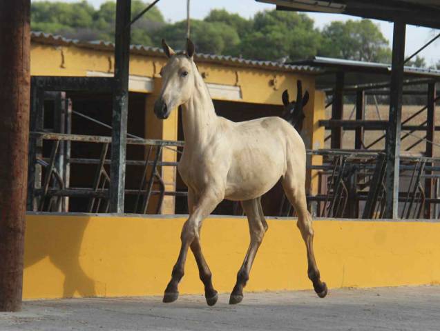 Pouliche de l année 25 pré