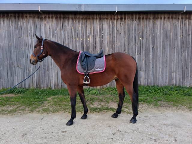 Bergen de la châtre - selle français - 14 ans