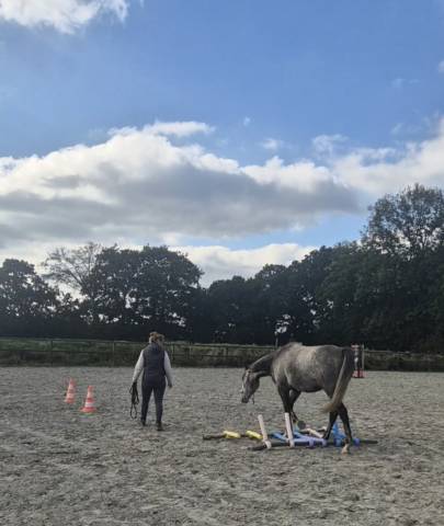 A vendre pur sang 4 ans hongre