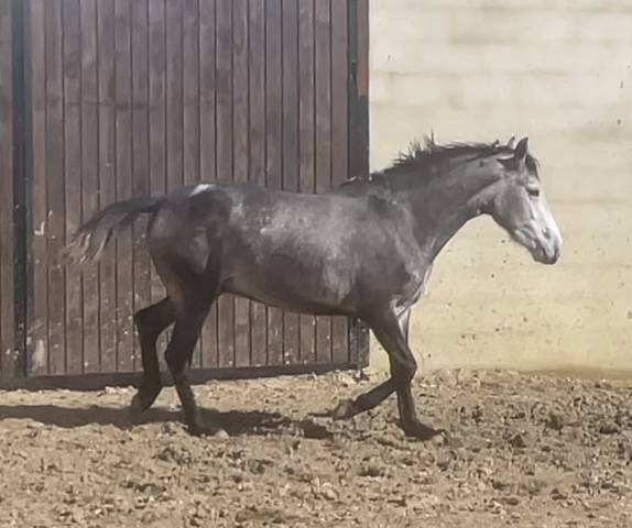 Lusitano
