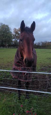 Magic - hongre selle français de 17 ans