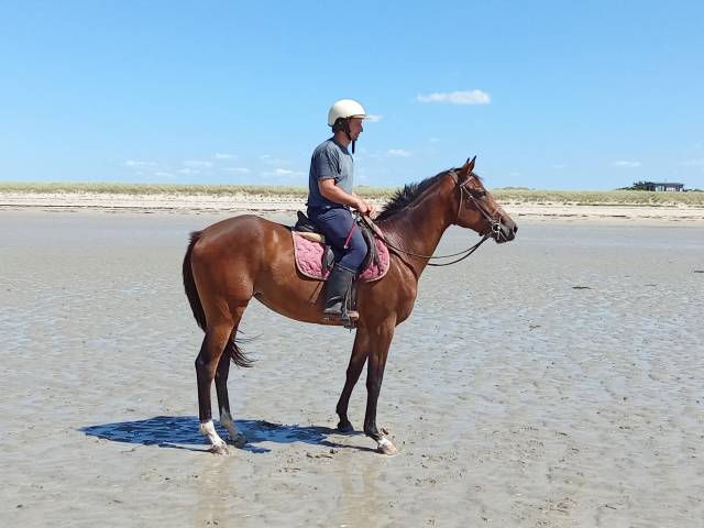 Jument sf de 2 ans (3 ans en 2026)