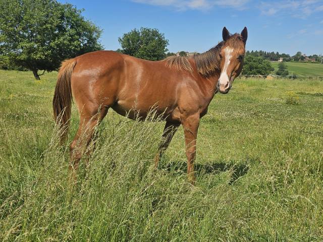 Pouliche anglo arabe