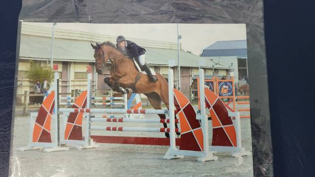 Vends hongre de 15 ans.