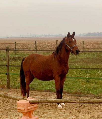 Poney de sport à vendre 