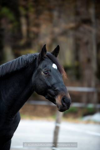 Cheval de sport  hongre de 5 ans zangersheide