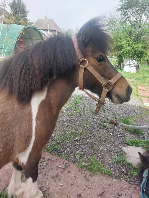 Ponette pleine et suitée
