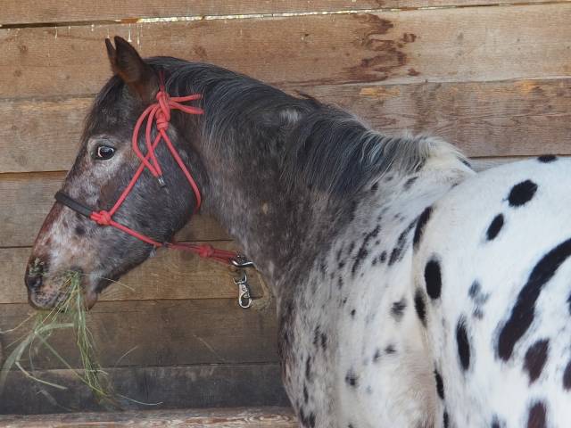 Appaloosa 5 ans
